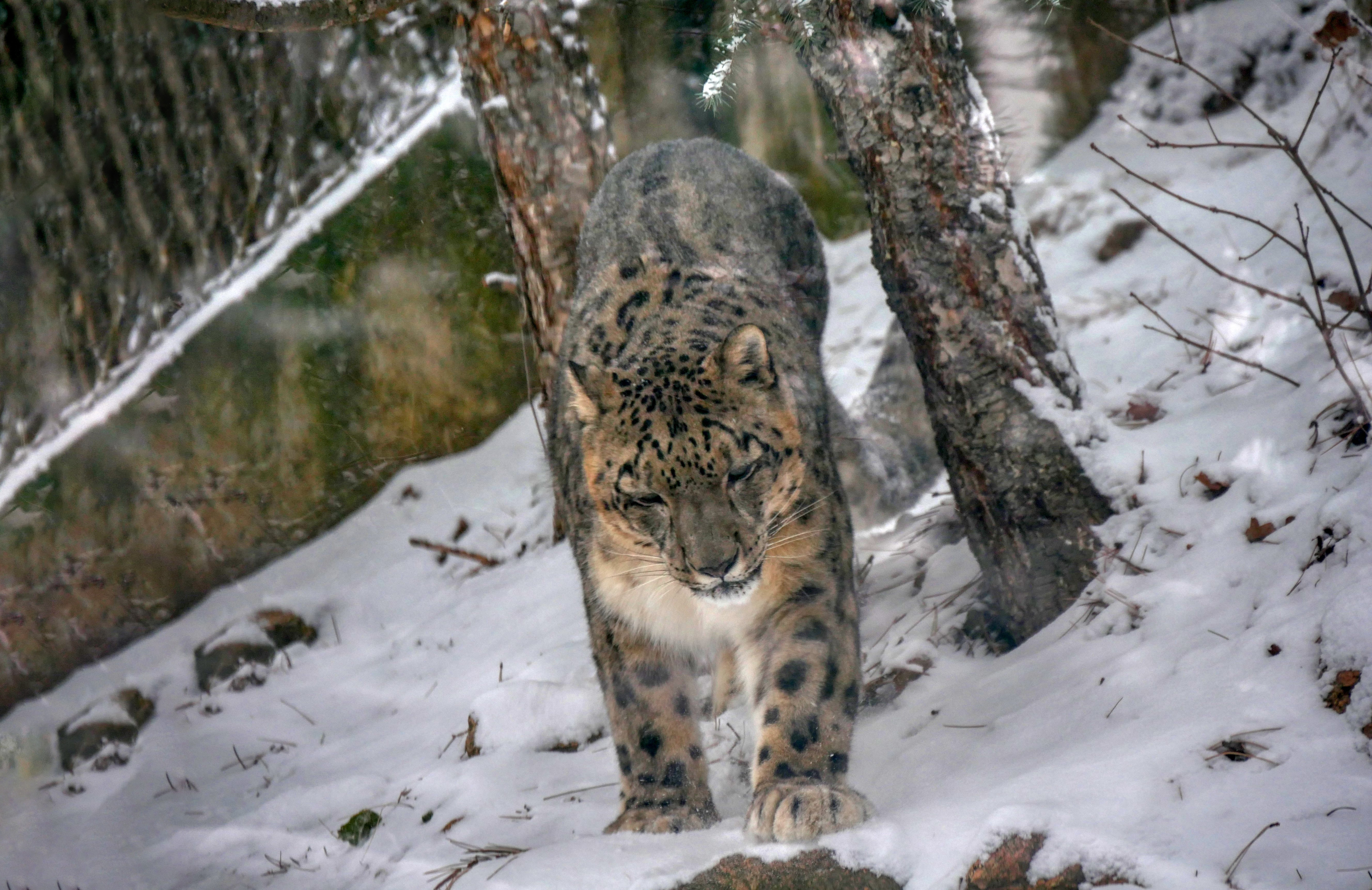 Snow leopard's perseverance