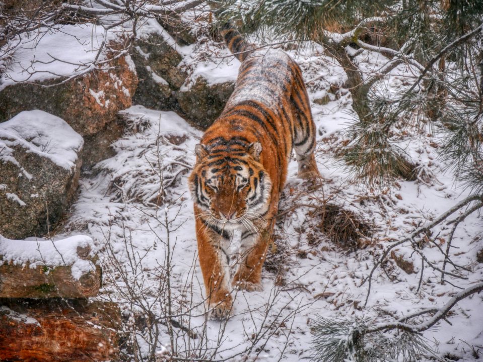 Amur Tiger